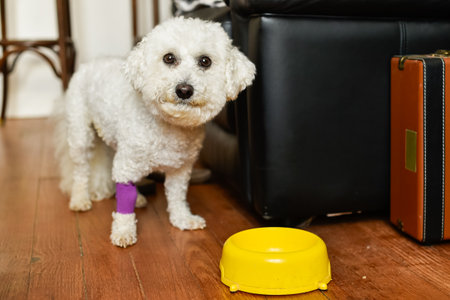 Adorable dog with a bandaged paw looking at an empty food bowl. Highlights pet hunger, responsible pet ownership, and the importance of animal welfare.の写真素材