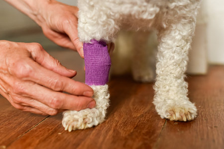 Female hands actively wrapping a dogs paw with a purple bandage. Shows the process of pet medical...