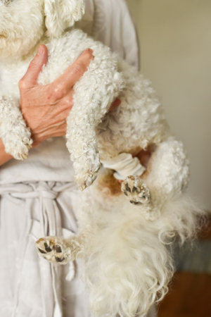 Woman holding her purebred Bichon Frise with a post-sterilization bandage. Represents loving pet care, health management, and a dogs recovery journey. Vertical photo.の写真素材