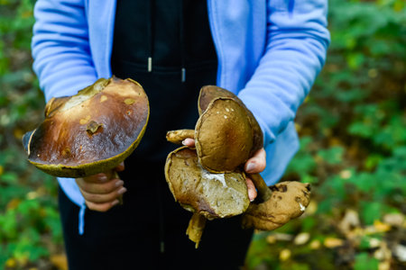 A person holds several freshly picked large Boletus mushrooms in both hands, showing the brown caps and thick stems. The horizontal image is set against a blurred green forest background.の写真素材