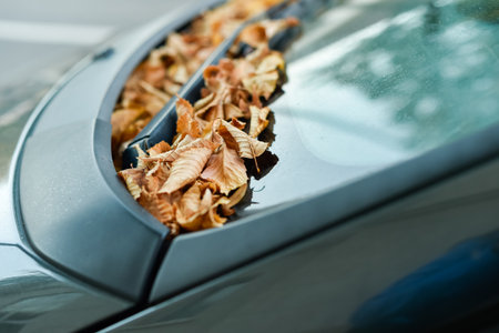 A close-up, horizontal shot shows a pile of dry, golden-brown autumn leaves collected at the base of a car windshield, next to the wipers. It captures the essence of the fall season.の写真素材