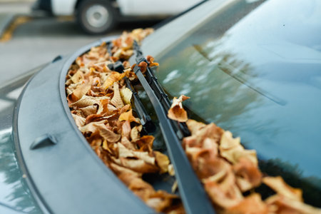 A horizontal, shallow depth of field shot shows numerous dry, yellow-brown autumn leaves scattered across a car windshield and entangled in the wipers. A white car is blurred in the background.の写真素材