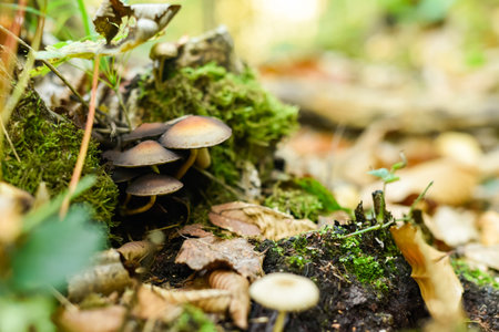A cluster of deadly poisonous Galerina marginata mushrooms grows on a moss-covered tree stump amidst fallen autumn leaves in a forest. This horizontal shot captures woodland fungi.の写真素材