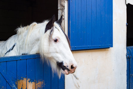 A striking white piebald horse with black markings on its face and mane peers over a vibrant blue stable door. This horizontal shot captures the horses curious expression and unique coloring.の写真素材