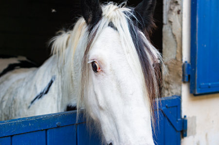A close-up horizontal shot of a white piebald Tinker Horses face, featuring black markings around its eyes and through its mane, as it stands in a stable. The blue stable door is visible.の写真素材