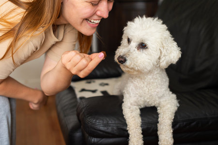 A happy woman in casual clothes smiles while offering a treat to her attentive white Bichon Frise...
