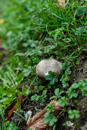 A solitary white mushroom emerges from the rich soil and green grass with fallen autumn leaves beside a roadside. Generally considered edible.の写真素材
