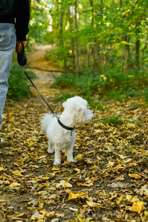 A small, fluffy Bichon Frise walks on a leash with its owner on a leaf-covered forest trail during autumn. Represents pet care, bonding, healthy lifestyle, and enjoyment of the outdoors. Vertical.の写真素材