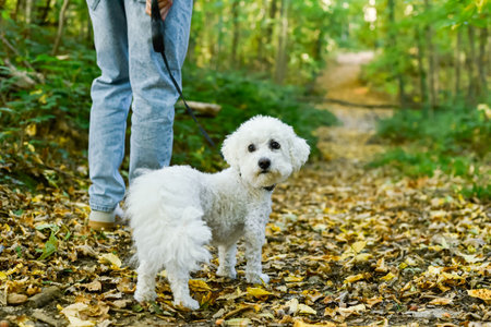 A cute white Bichon Frise dog, standing on a carpet of fallen leaves in a sunlit forest, looks directly at the camera while walking with its owner. Leisure and active pet lifestyle concept.の写真素材