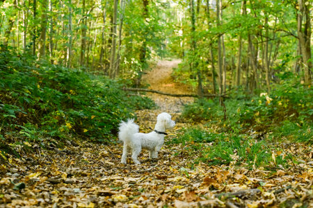 A small, fluffy white Bichon Frise dog stands in a forest, looking ahead on a leaf-covered path. Represents active lifestyle, dog walking, pet care, and enjoyment of the beautiful nature setting.の写真素材