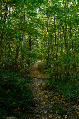 A secluded, narrow hiking path covered in fallen leaves winds through a dense green forest, illuminated by sunlight filtering through the trees. Concept of ecology, tranquility, and nature. Vertical.の写真素材