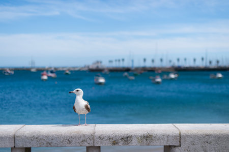 A seabird, likely a European Herring Gull (Larus argentatus), stands on a stone balustrade overlooking the blue Atlantic ocean and pier in Cascais, Portugal. Coastal tourism and spring weather conceptの写真素材