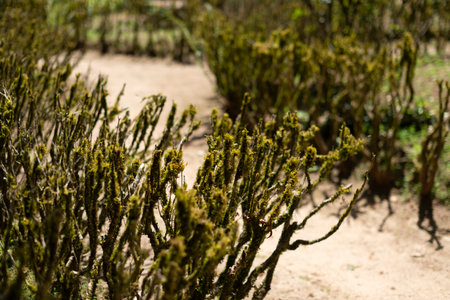 Moss-covered, tightly pruned common boxwood (Buxus sempervirens) bushes line a dirt path in the...