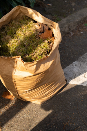 Close-up of a brown paper bag packed with green moss and autumn leaves on a paved street. Concept of...