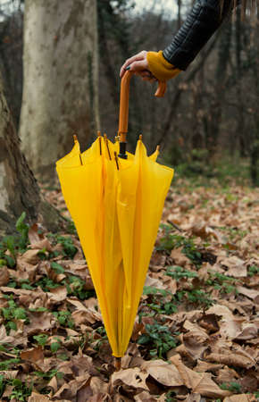 Yellow umbrella in autumn forestの写真素材