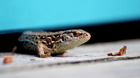 wild lizardの写真素材