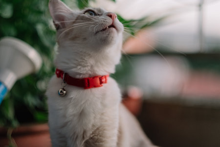Cute white cat with red collar sitting on the windowsill and looking up.の写真素材