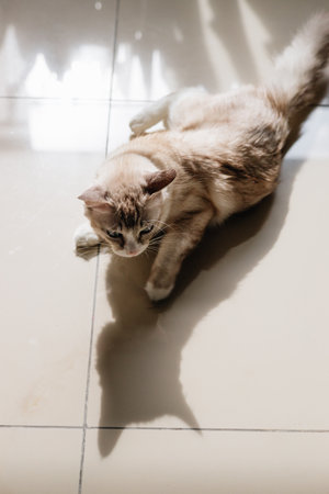 Cute cat lying on the floor in the room with sunlight.の写真素材