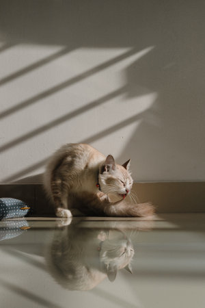 cat with shadow on the floor, cat in the room, catの写真素材