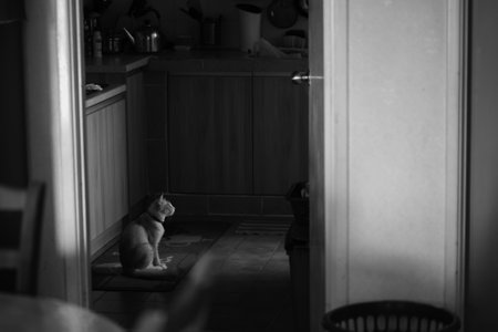 Black and white photo of a cat sitting on the floor in the kitchenの写真素材