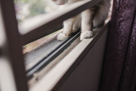 Cat on the windowsill in the morning. Shallow depth of field.の写真素材