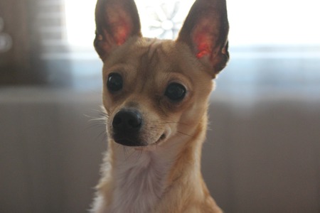 Funny small dogの写真素材