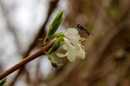 First flowers of spring. Beautiful and tendernessの写真素材