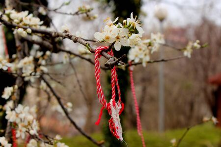 First flowers of spring. Ribbon of memory on the treeの写真素材