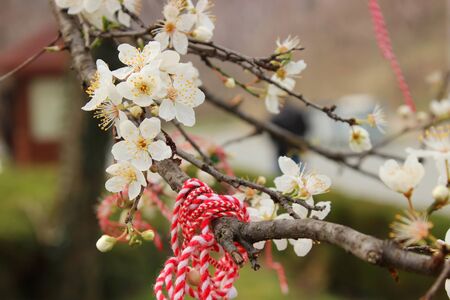 First flowers of spring. Ribbon of memory on the treeの写真素材