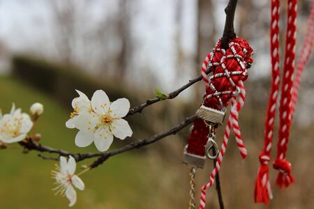 First flowers of spring. Ribbon of memory on the treeの写真素材