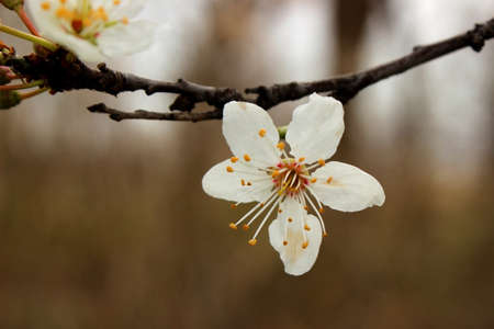 First flowers of spring. Beautiful and tendernessの写真素材