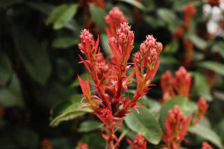 First flowers of spring. Beautiful and tendernessの写真素材