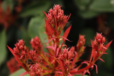 First flowers of spring. Beautiful and tendernessの写真素材