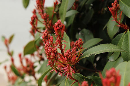 First flowers of spring. Beautiful and tendernessの写真素材