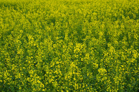 Field with spring flowersの写真素材