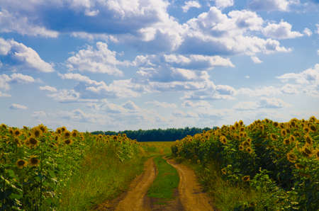 Beautiful landscape, forest and blue skyの写真素材