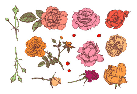 Set of hand-drawn  floral elements in sketch style. Vintage Vector illustrationのイラスト素材