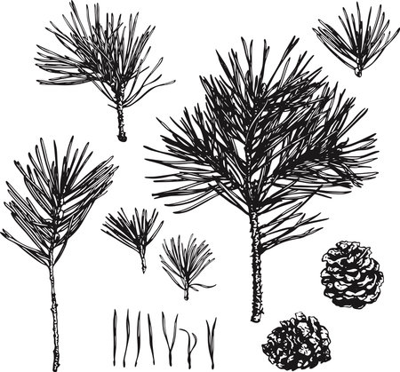 Pine tree brunches wreath. Detailed black and white illustration.Christmas tree needles, cones, fir. Christmas wreath.Hand drawn. Winter silhouette, snow symbolのイラスト素材