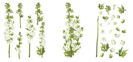 Delphinium larkspur isolated on white compilation 3d vector illustration set. Realistic floral parts, white and green flowers, leafs. Bouquet parts. Alternative medicine, phototherapy. Botanicalのイラスト素材