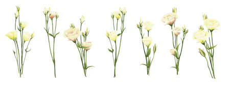Eustoma lisianthus prairie gentian realistic 3d isolated on white big vector illustration set Bouquet compilation part Invitation design Flower template symbol Wedding florist element flower innocenceのイラスト素材