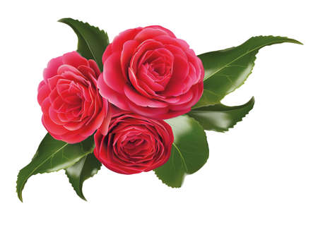 camellia isolated on white realistic 3d vector illustration. Pink Japanese rose. Colourful evergreen shrub, bush, glossy leafs. Symbol of tea seed oil. Tea plant from Asia, India. Azalea. Bouquet partの写真素材