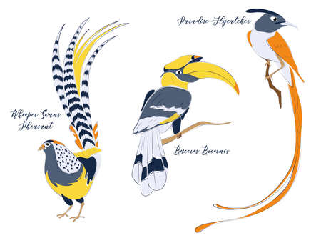 Tropical stylised birds vector illustration set. Whooper swans pheasant, buceros bicornis, great hornbill, asian paradise flycatcher. Minimalistic flat tropical illustration. Colourful birds catalogueのイラスト素材