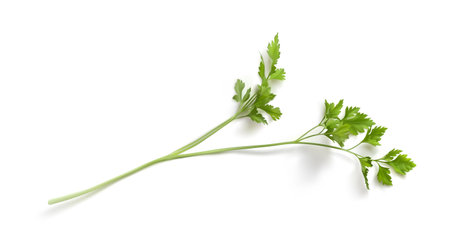 Realistic 3d parsnip leaves isolated vector illustration. Fresh green Celery, parsley bunch on white background photorealistic. Dill of parsleyの写真素材