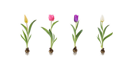 Multicolour tulips with bulbs realistic 3d vector illustration set. Yellow, white, pink, purple tulips with leaves isolated on white. Women day 8 march spring symbol. Bouquet fresh shiny tulipsのイラスト素材