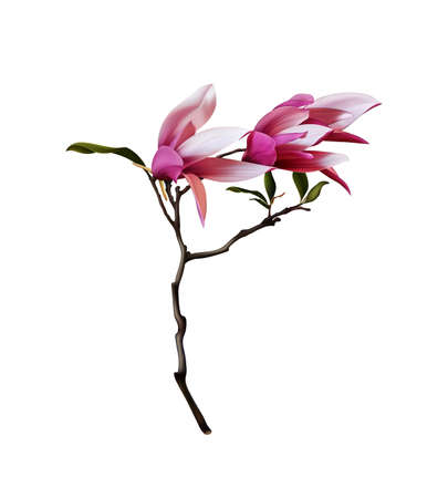 magnolia realistic 3d vector illustration. Brunch of pink Magnolia isolated on white background. Bouquet flower. Spring symbol. Leaves, buds and petals white, purple, pink, green colours realismのイラスト素材