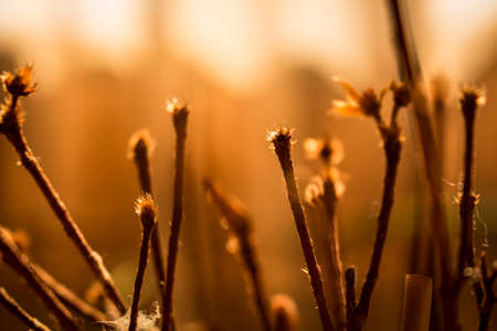 Dried flower branches on a warm sunlight