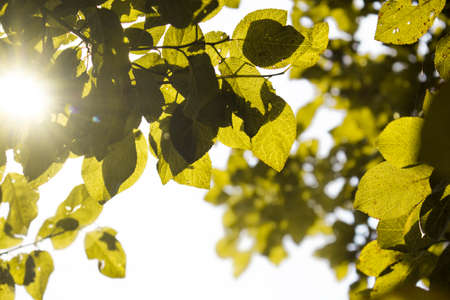 Fresh lime green plum tree leaves under the sunの写真素材