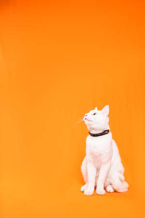 portrait of young white cat on orange backgroundの写真素材