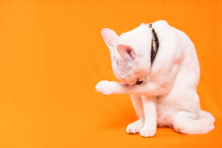 portrait of young white cat on orange backgroundの写真素材
