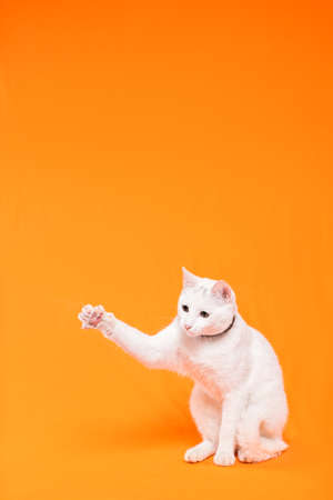 portrait of young white cat on orange backgroundの写真素材